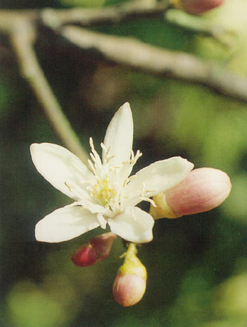 ส้มมือ Citrus medica Linn. var. Sarcodactylis Swing.<br/>RUTACEAE